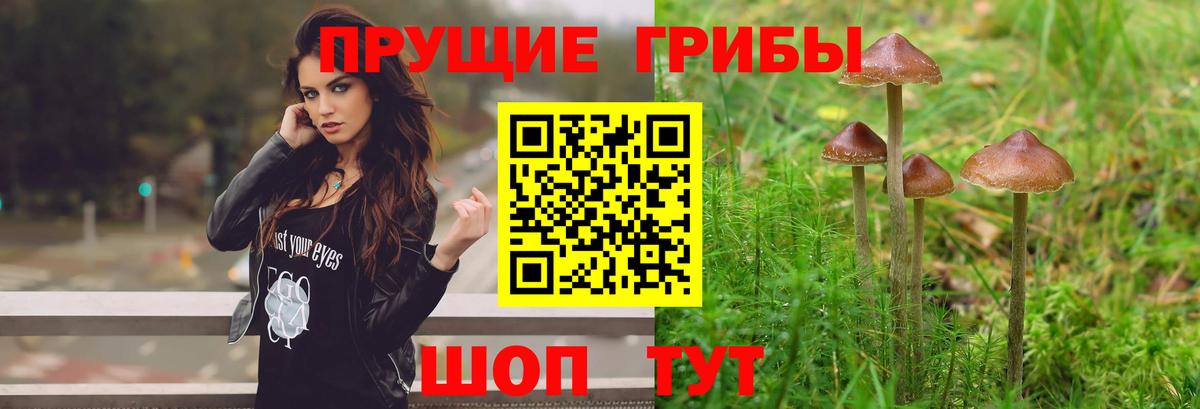 Галлюциногенные грибы Cubensis Дзержинский